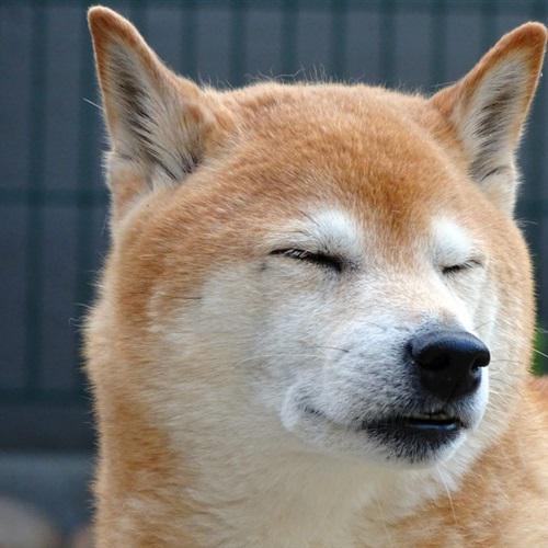 耀扬头像秋田犬