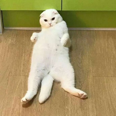 汤姆猫搞笑头像