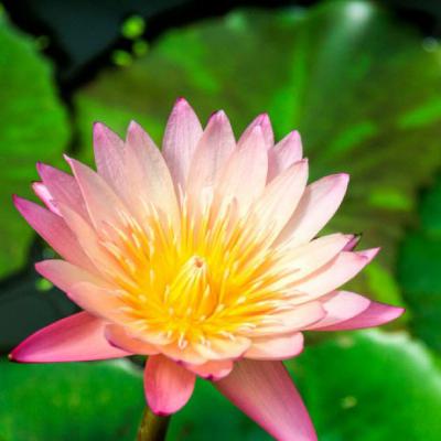 寓意好的莲花微信头像