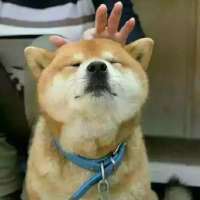 逗比的犬头像