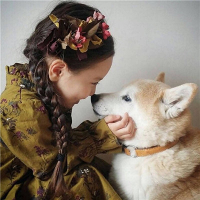 柴犬头像可爱图片