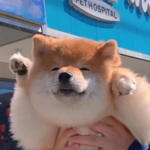 好看的柴犬头像