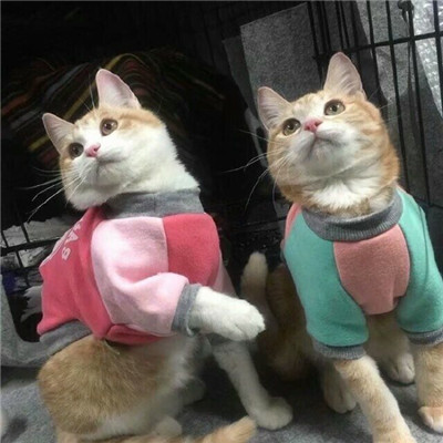 最热门微信头像