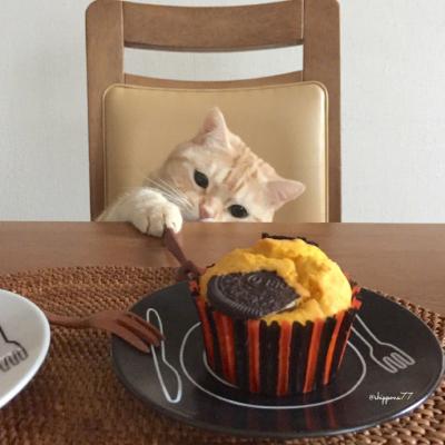 微信头像小猫咪