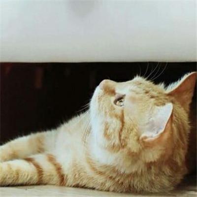 头像搞笑猫狗