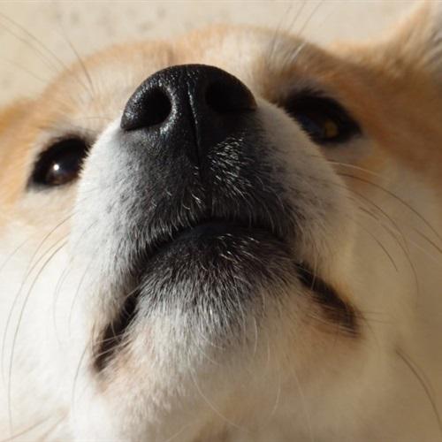 耀扬头像秋田犬