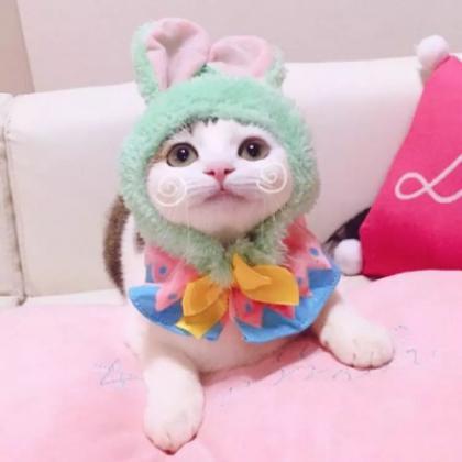小猫咪头像可爱图片