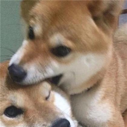 小猪头像可爱