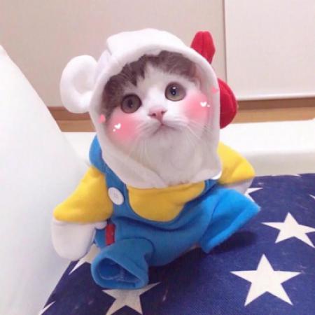 沙雕宠物头像