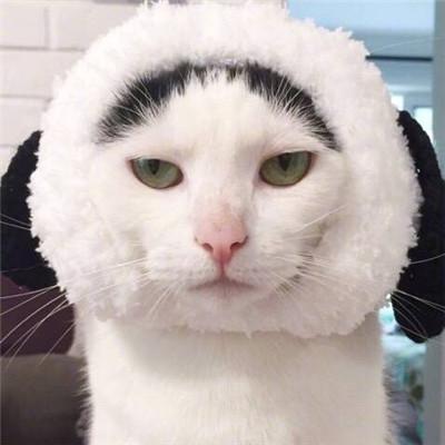 不明显的情侣头像猫猫