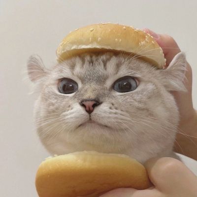 宠物情侣头像