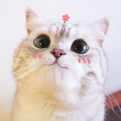 小猫咪可爱头像