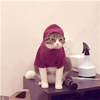搞笑狗头像大全