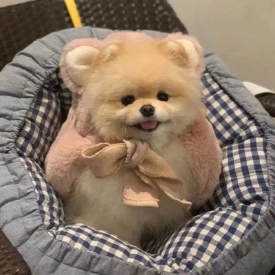 好看的头像图片动物可爱小狗