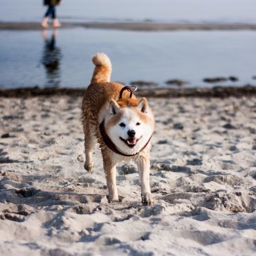 秋田犬头像