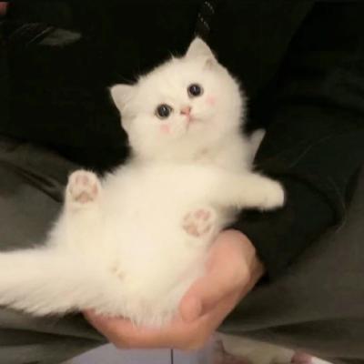 小猫咪头像