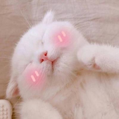 小猫头像图片大全可爱