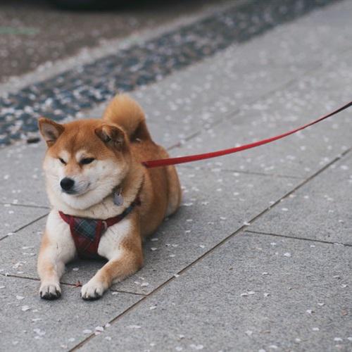 秋田犬头像