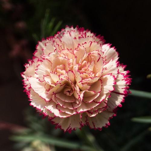 微信花朵头像图片